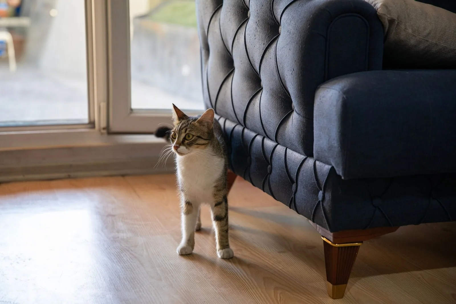 A tabby cat walking toward a sunlit glass door across a wooden floor
