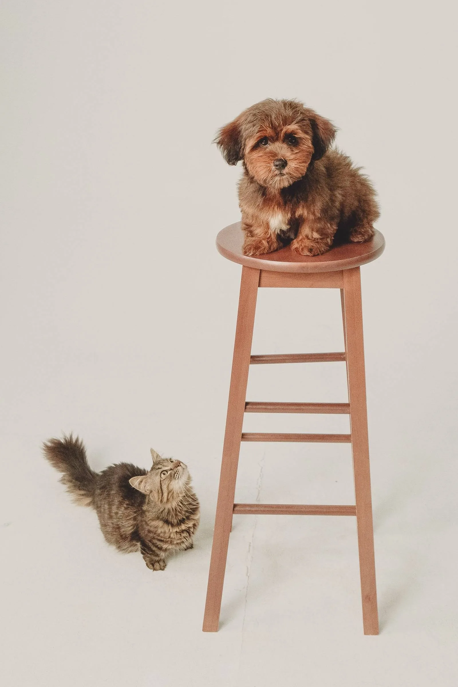 A young puppy sitting on a stool while a tabby kitten looks up at it