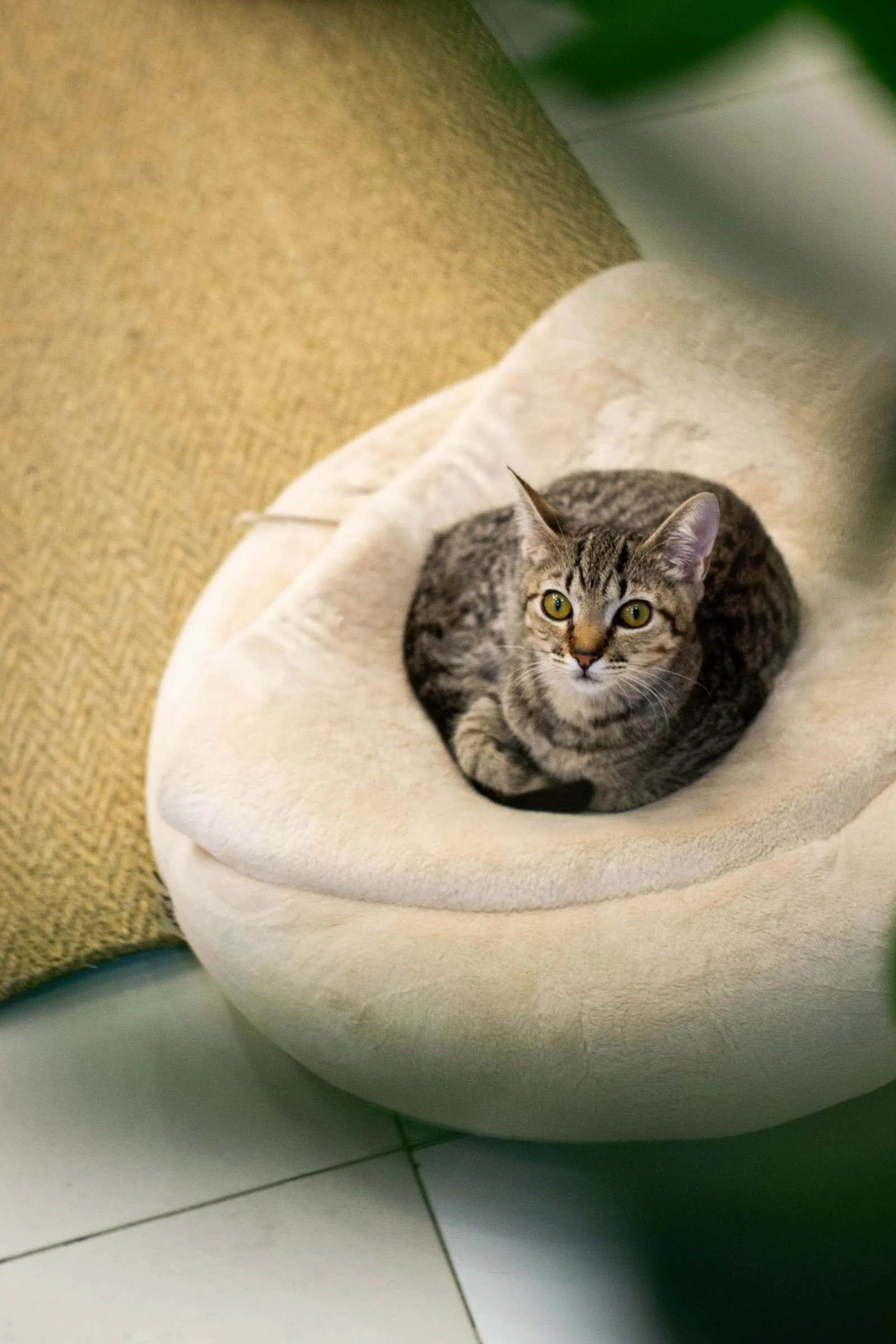 A tabby cat curled up in a plush, soft-sided round bed
